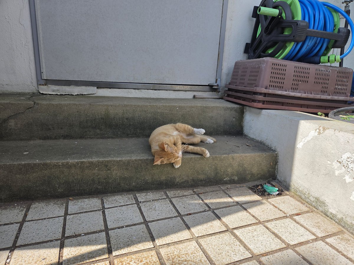 오늘 내 옆에서 놀아주던 아기 고양이 만지려고 하면 도망가는 새침 때기였어 ㅠㅠ