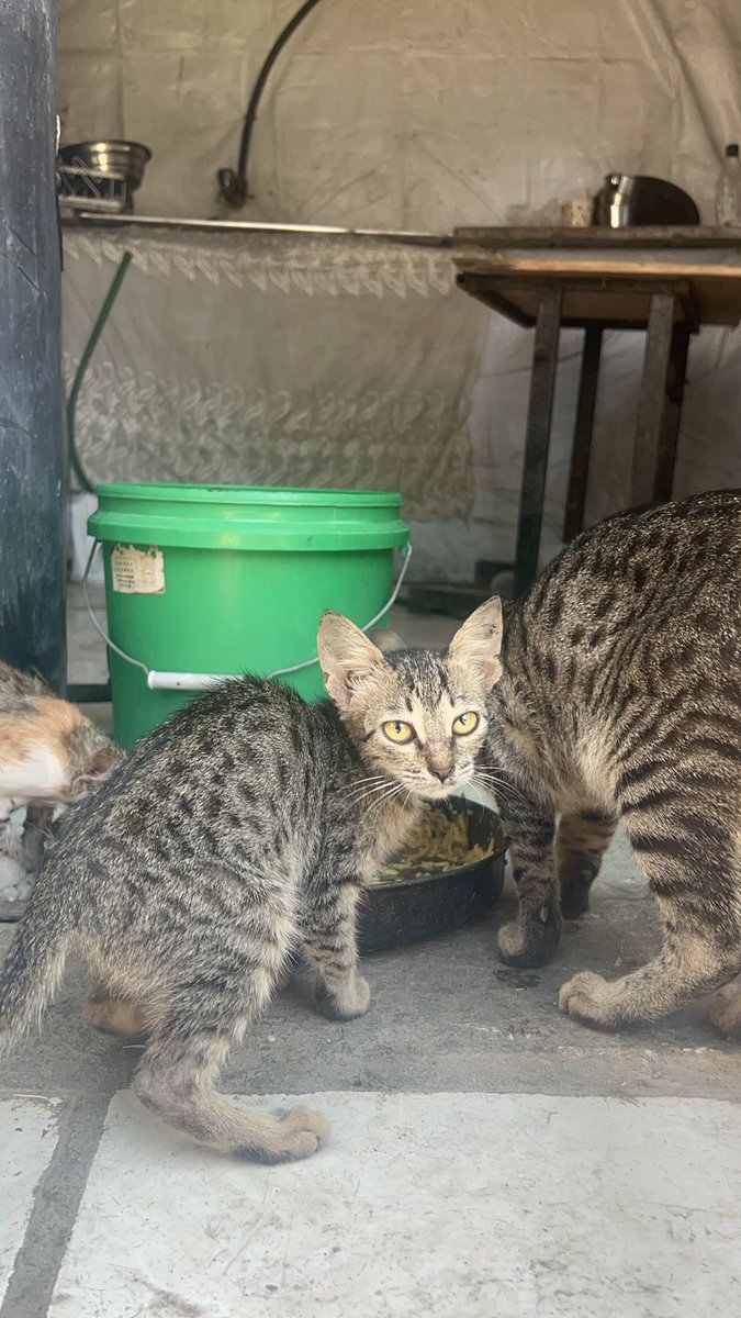 Salam animal care tweet media