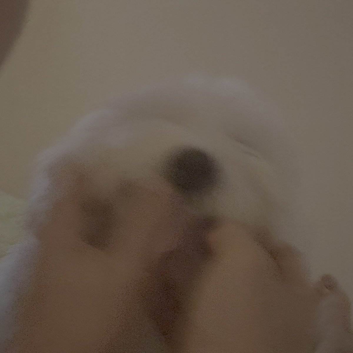 kkuma update 🐾🤍
