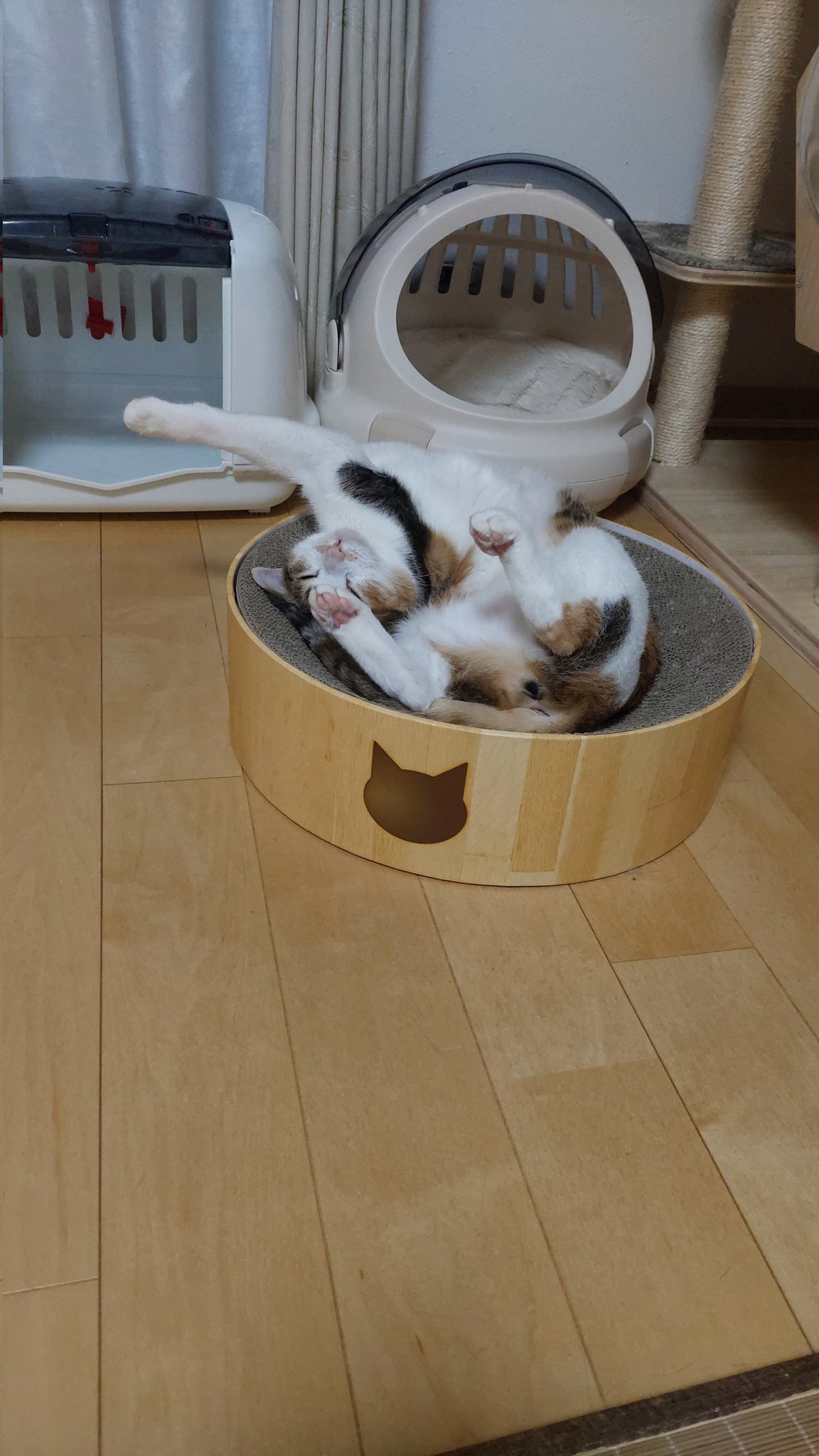 三毛猫様♡ありがとうございます♡ cat_167085_1.jpg