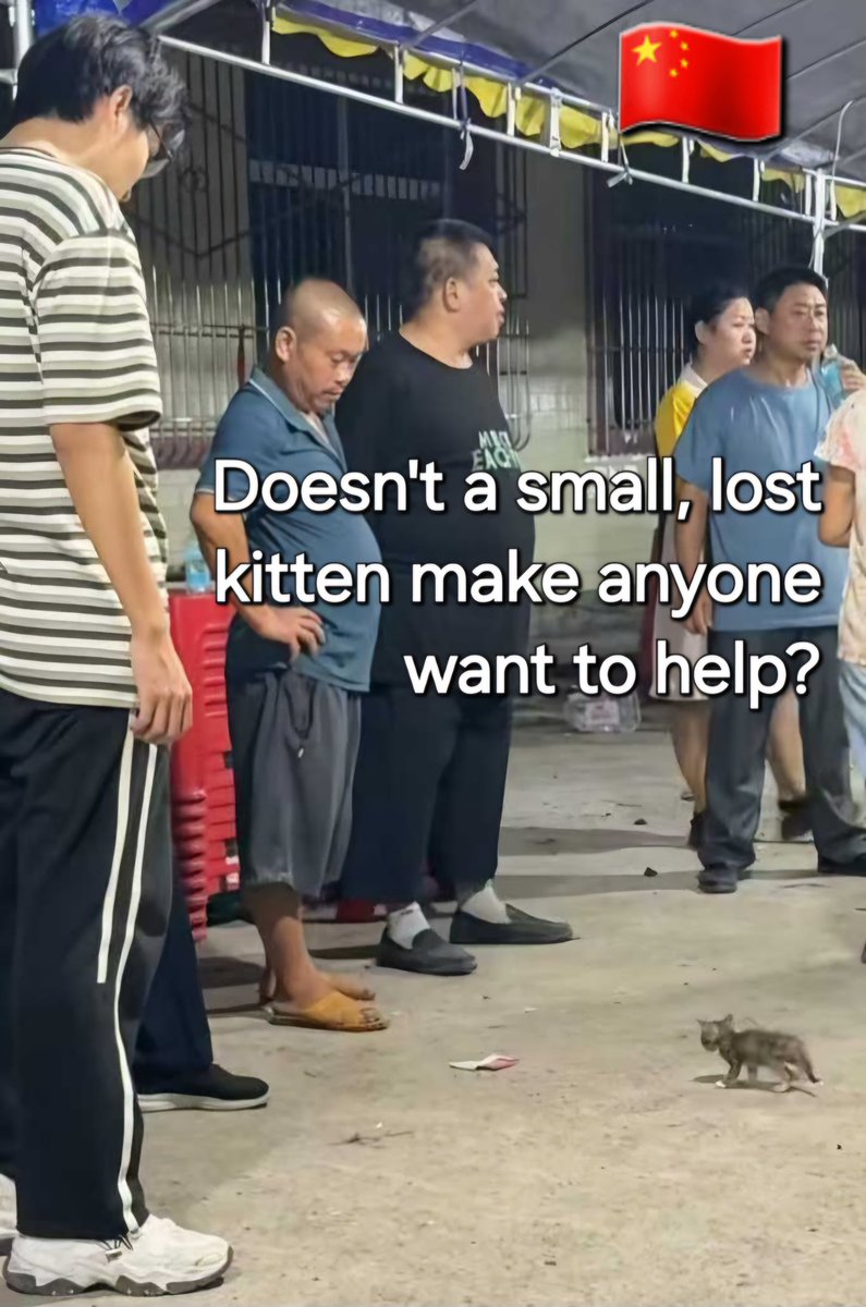 WeAreNotFood's tweet photo. One caring person from China:
"Kitten less than one month old. And no one picked him up!
It’s really ironic that Chinese people are like this."
#pleasebekind #Chinainsensitivity
P.S. I don't have any updates. This post is to illustrate the insensitivity among some people. https://t.co/RqY7eXPKQ3