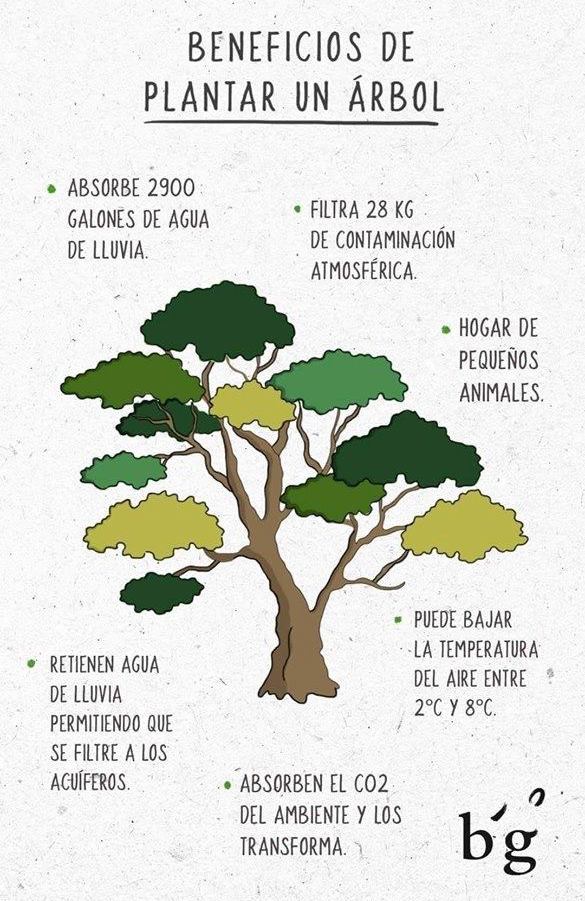EcoInventos's tweet photo. Beneficios de plantar un árbol 🌳🌳🌳

¿Sabías que un solo árbol puede cambiar el clima de tu entorno y cuidar del planeta al mismo tiempo? Aquí te contamos por qué incluir árboles en tu jardín o comunidad es una decisión poderosa:

🍃 Absorben hasta 2900 galones de agua de lluvia, reduciendo inundaciones.
🌫️ Filtran 28 kg de contaminación atmosférica al año, limpiando el aire que respiras.
🌡️ Regulan la temperatura, bajando el calor ambiental entre 2°C y 8°C.
🐿️ Proveen refugio a pequeñas especies animales, fomentando la biodiversidad.
💧 Ayudan a recargar acuíferos naturales, reteniendo el agua de lluvia.
🌍 Transforman el CO₂ en oxígeno, combatiendo el cambio climático desde tu vereda.

✨ Beneficios visibles: más frescura, aire limpio, vida silvestre y un jardín lleno de propósito. ¡Un árbol hace mucho más de lo que parece!

🌳 ¡Plantar un árbol es sembrar vida! 🌱

#PlantaUnÁrbol #JardineríaSostenible #VidaVerde 🌿