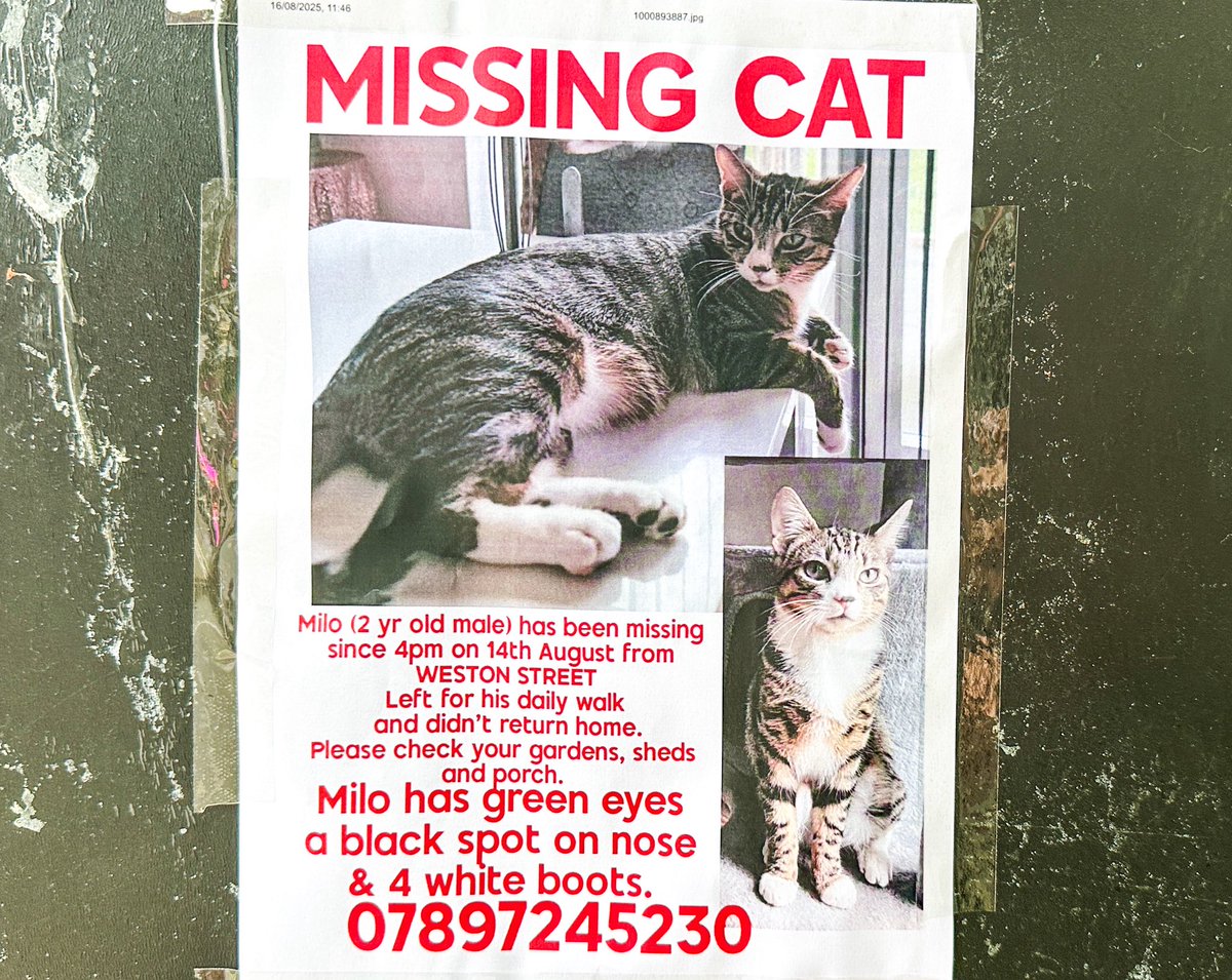 Tim Dunn (@mrtimdunn) on Twitter photo Milo in @SE1 #SE1 is missing. (Bermondsey / London Bridge / Southwark) <a href="/BermondseyStLdn/">BermondseyStreet.London</a> Milo in @SE1 #SE1 is missing. (Bermondsey / London Bridge / Southwark) <a href="/BermondseyStLdn/">BermondseyStreet.London</a>