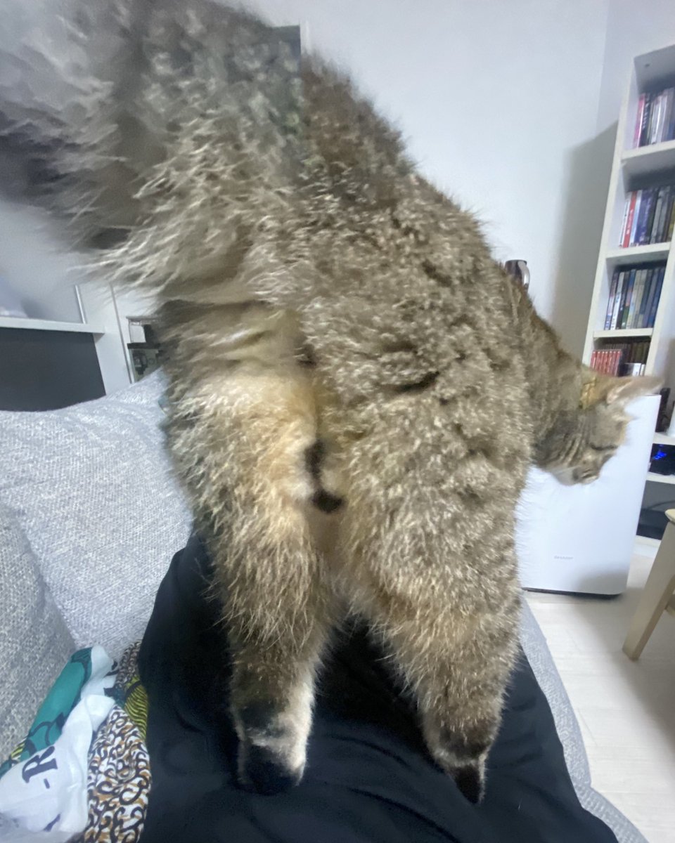 くまこ@BfP六本木ワークショップ (@BrowfiriP2) / X