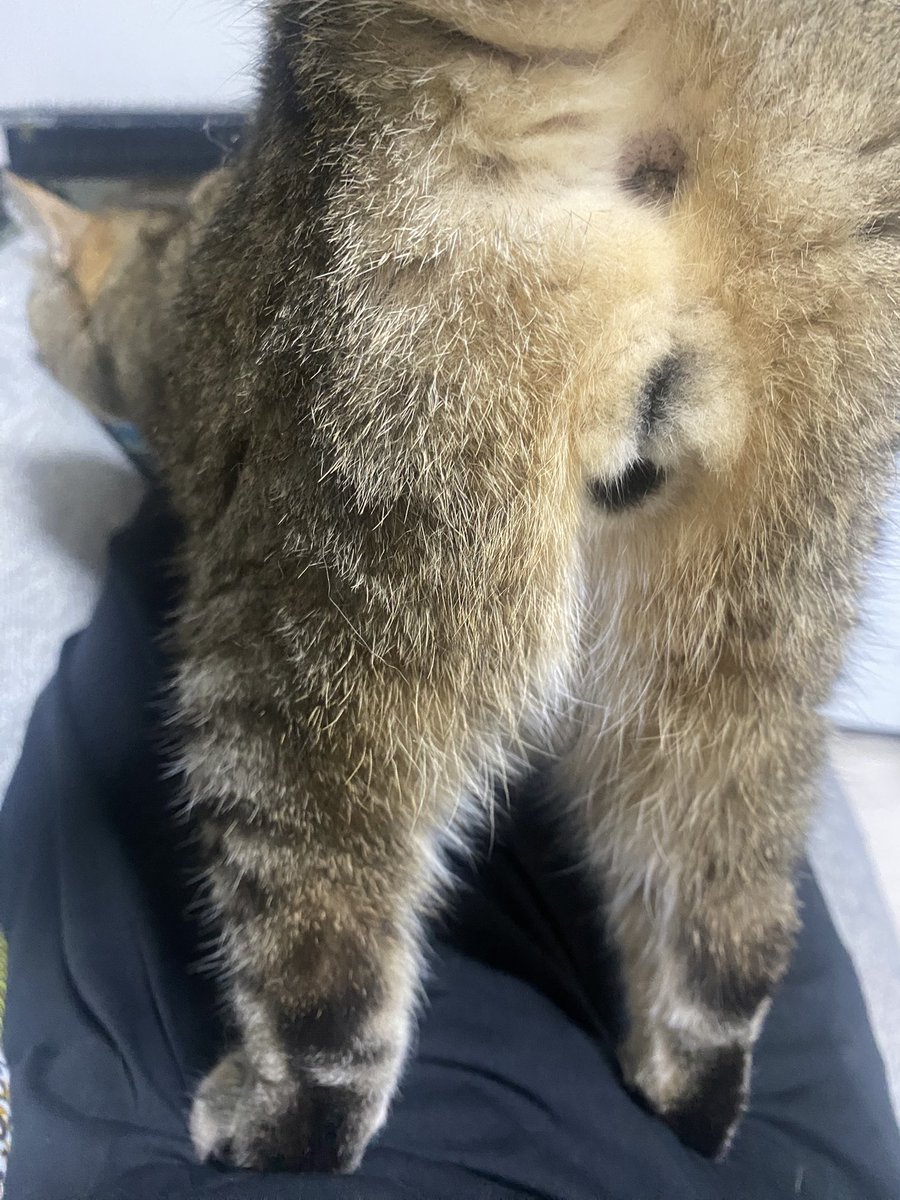 くまこ くまこ@BfP六本木ワークショップ (@BrowfiriP2) / X