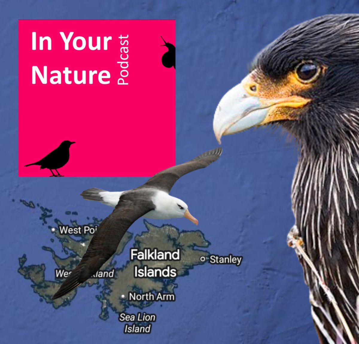 For the new episode of our #InYourNature podcast we speak to <a href="/FalklandsAndyP/">Andy Pollard</a> and <a href="/martin_anstee/">Martin Anstee</a> of <a href="/FI_Conservation/">Falklands Conservation</a> about the unique wildlife and conservation challenges of the Falkland Islands. Recorded live at <a href="/GlobalBirdfair/">Global Birdfair</a>. Listen at open.spotify.com/episode/41EkiI… <a href="/BirdLife_News/">BirdLife International</a>