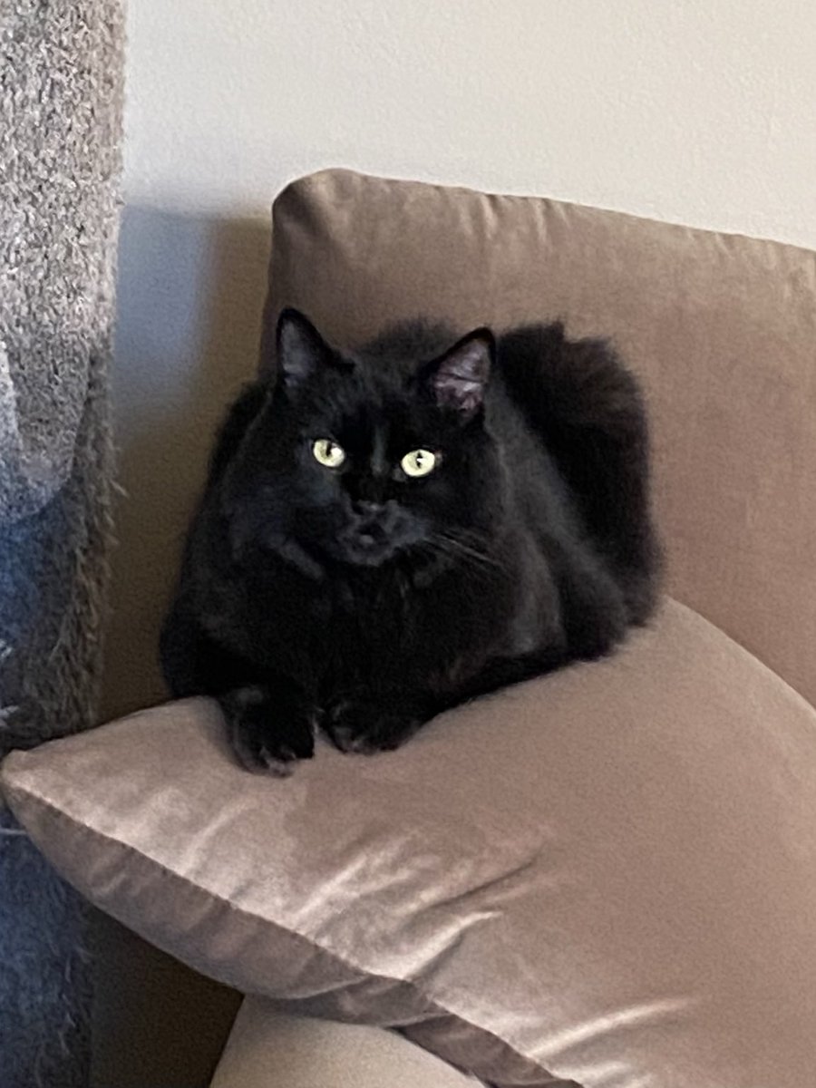 👩‍🍳I found a soft plushy pillow, which
 makes my baking 🍞 experience 
 very pleasant. I highly recommend
 it furrends. (Just don’t do it on the
 arm of the couch. Later I fell off!)😹
    
    Happy #KittyLoafMonday!😺
    🐾🖤~Sabrina

#CatsOfX #CatsOfTwitter #Hedgewatch #Cats