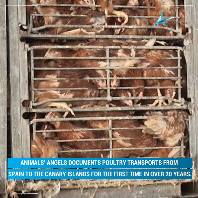 AnimalsAngelsEV's tweet image. Animals’ Angels documents #poultry transports from #Spain to the Canary Islands for the first time in 20 years – one of the #EU’s longest routes. Heat and long journeys cause immense #suffering. We call for an immediate #summer ban.
