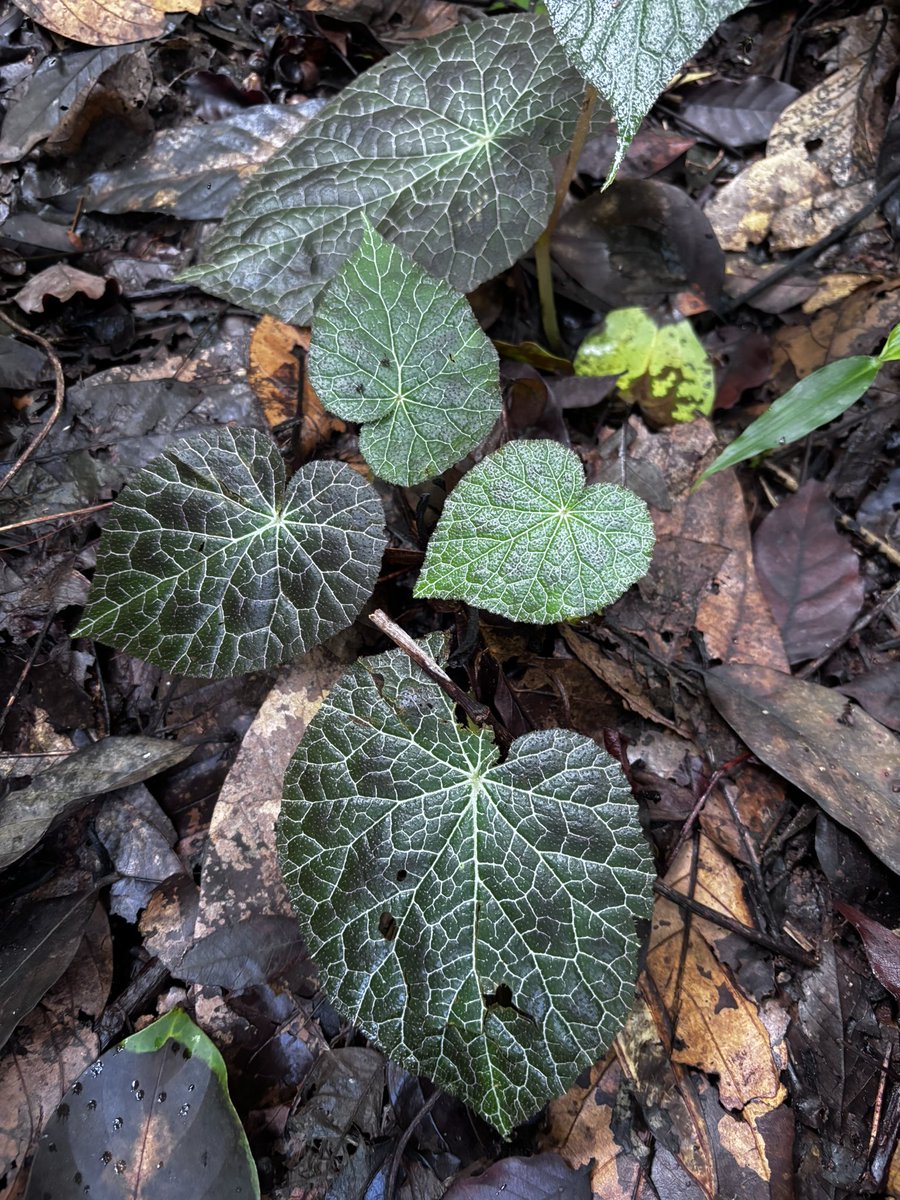 ブセ、西カリマンタン　大株　流木付き 草一（くさいち）w (@w2359099788869) / X