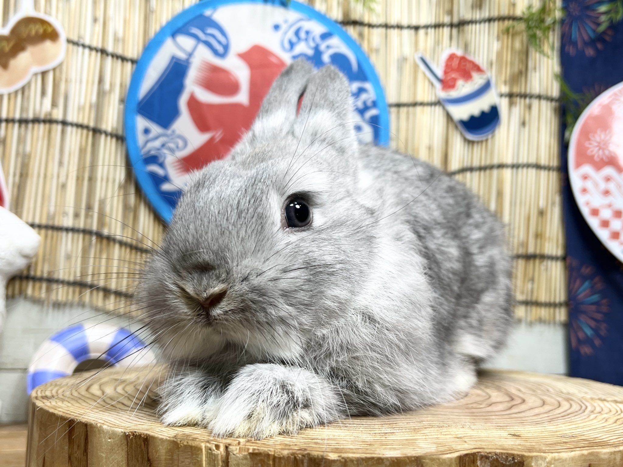 うさぎ専門店モンラパン🐰 on X: 