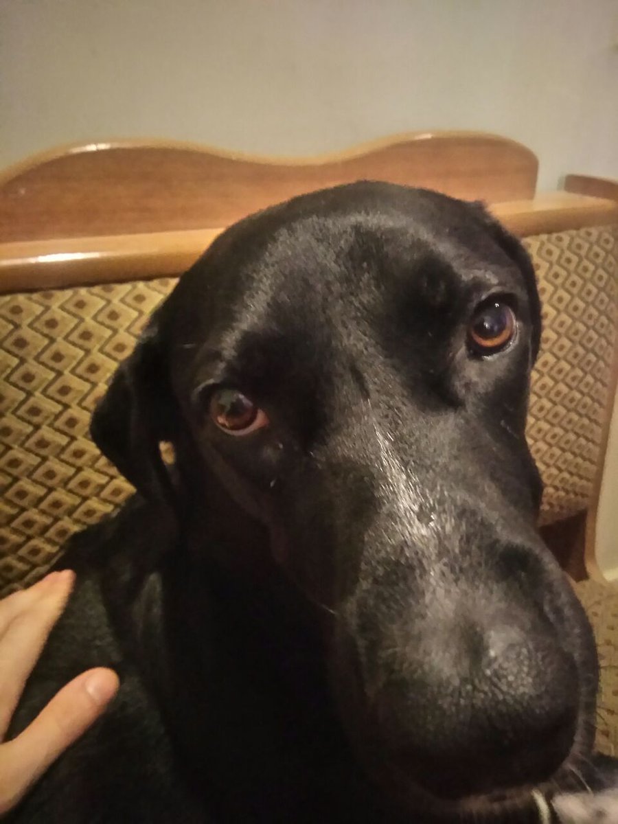 Тбилиси, хелп! Ищем передержку для пса с сегодня на 5-7 дней, готовы оплатить.

🐕Размер: около 30 кг
🐩Характер: самый дружелюбный чел на районе
🐕‍🦺Возраст: примерно 3-3,5 года
🦮Кастрирован, с прививками, часто обрабатывается всяким

Расходы оплатим. Писать в тг @ NazarJao