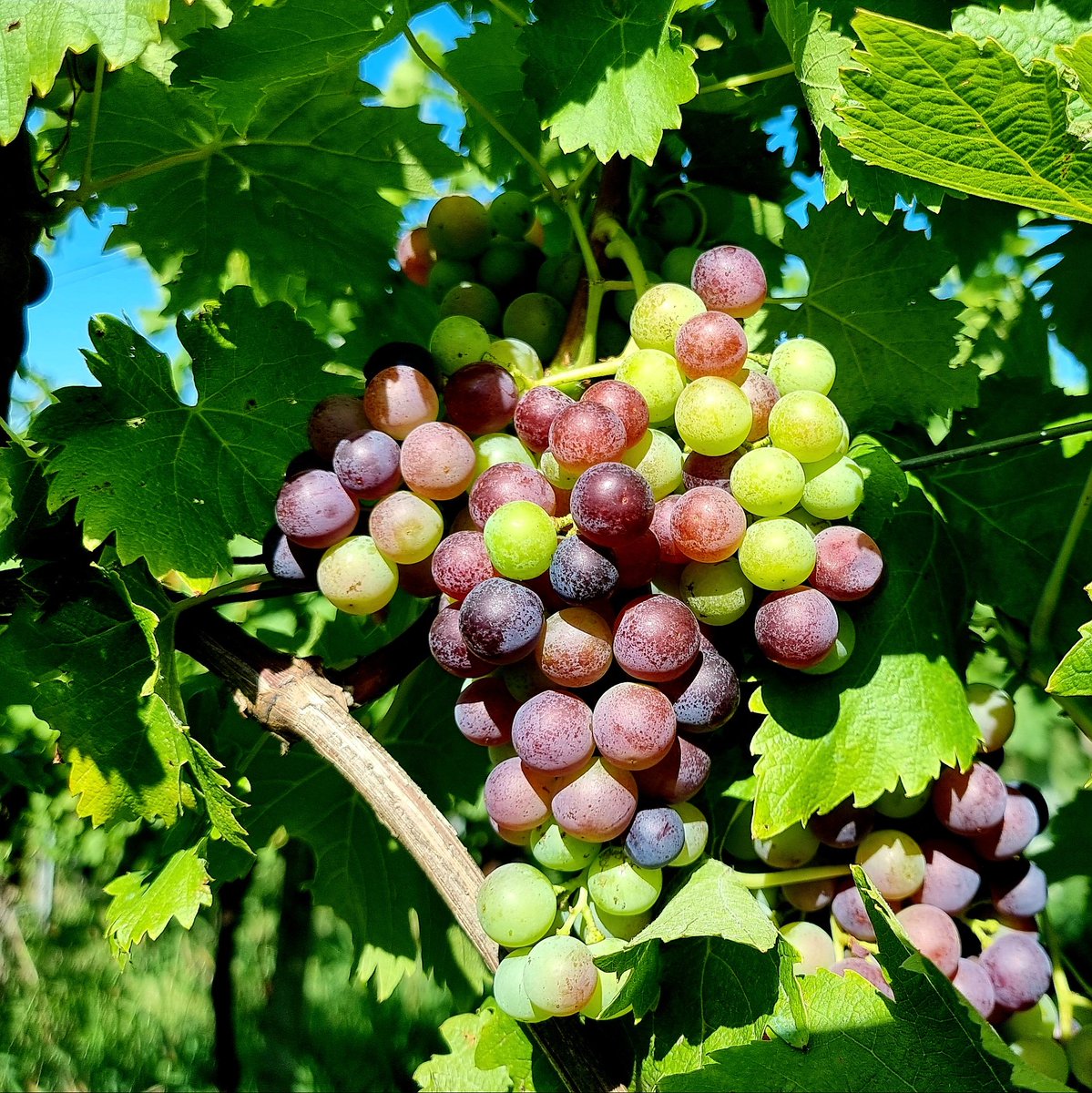 Swabianle's tweet photo. Veraison #imWengert25. Auch die #Trollinger färben sich bereits. Aktuell versuche ich bei der "Grünlese" durch Abschneiden auf den Boden die richtige Erntemenge einzustellen. Vielleicht agiere ich zu verhalten - aber weiterhin kann es auch zu Hagel kommen.
#Remstal https://t.co/JL1FprXvhO