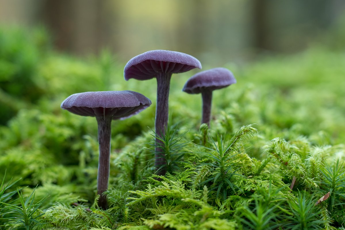 Mushrooms (Laccaria amethystina) in the moss in the Black Forest