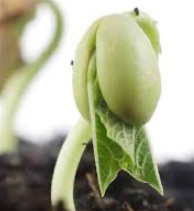 List conditions necessary for germination