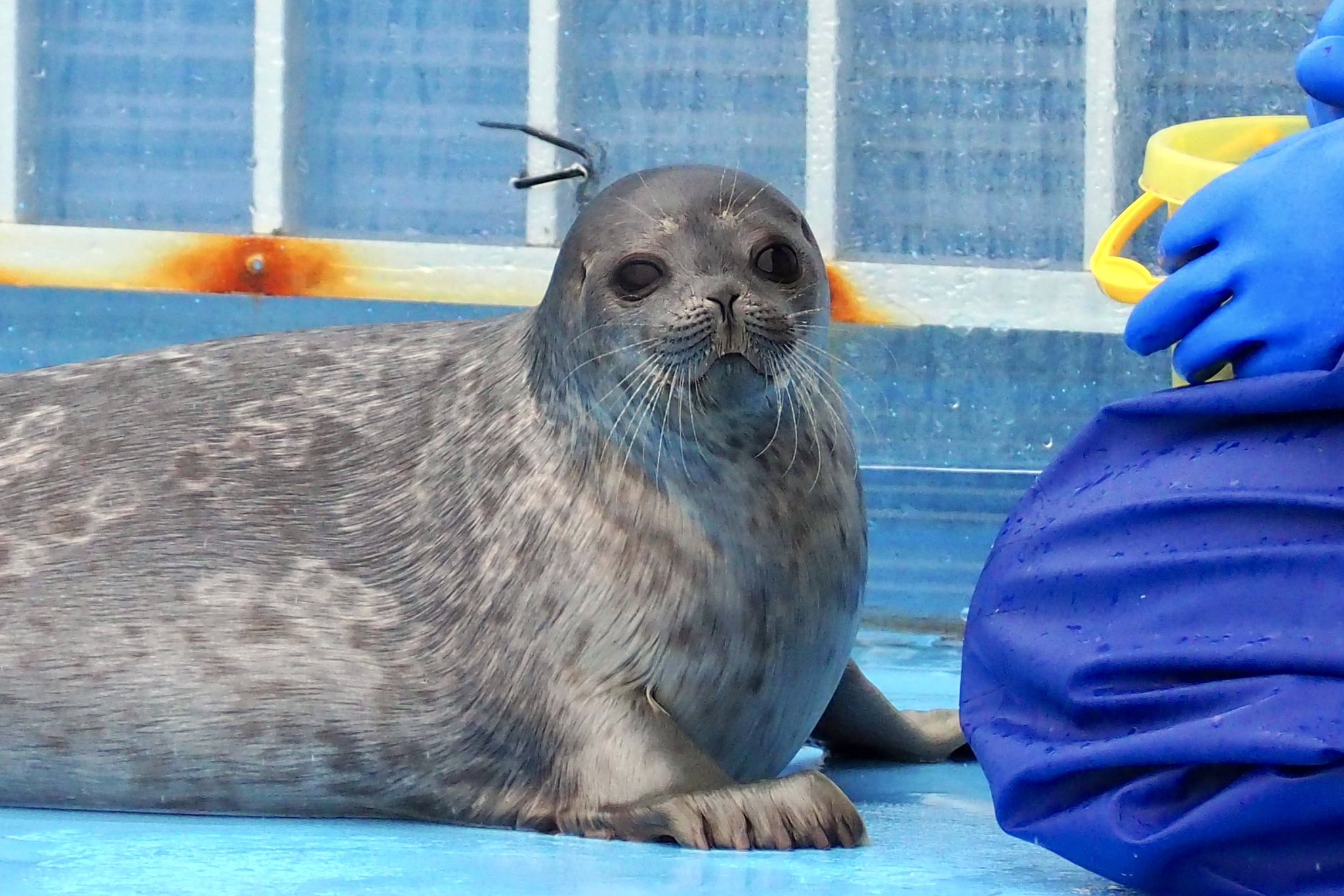 アザラシ博士 ワモンアザラシのアラレちゃん♡ ＊ 2025年7月撮影 ＊ Ringed