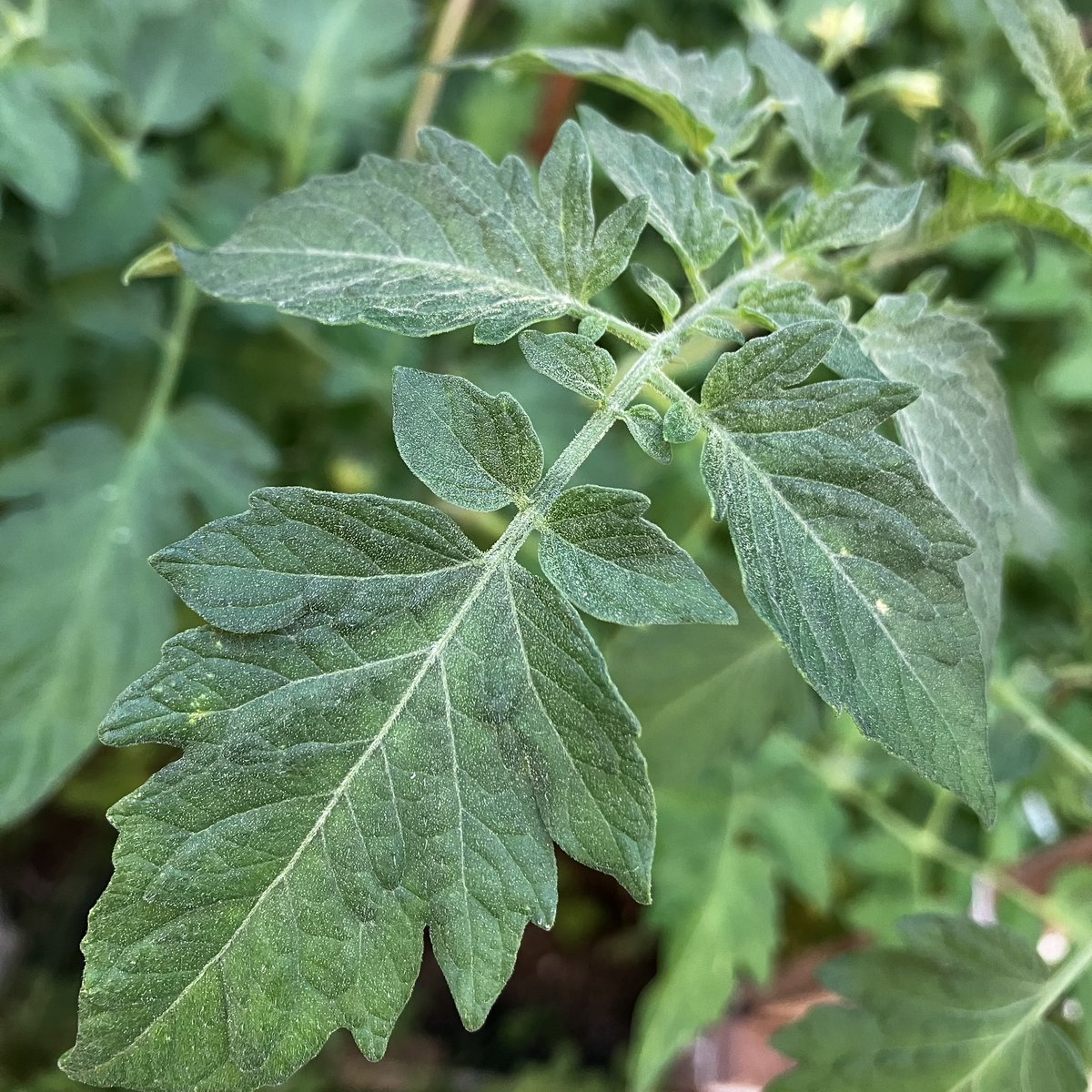 cippo_'s tweet image. Augusztusi köldöknézegetés. 🤩
Film is van: youtu.be/WVnXt3JVeFo?si…

#anthotype #greenphotography #experimentalphotography