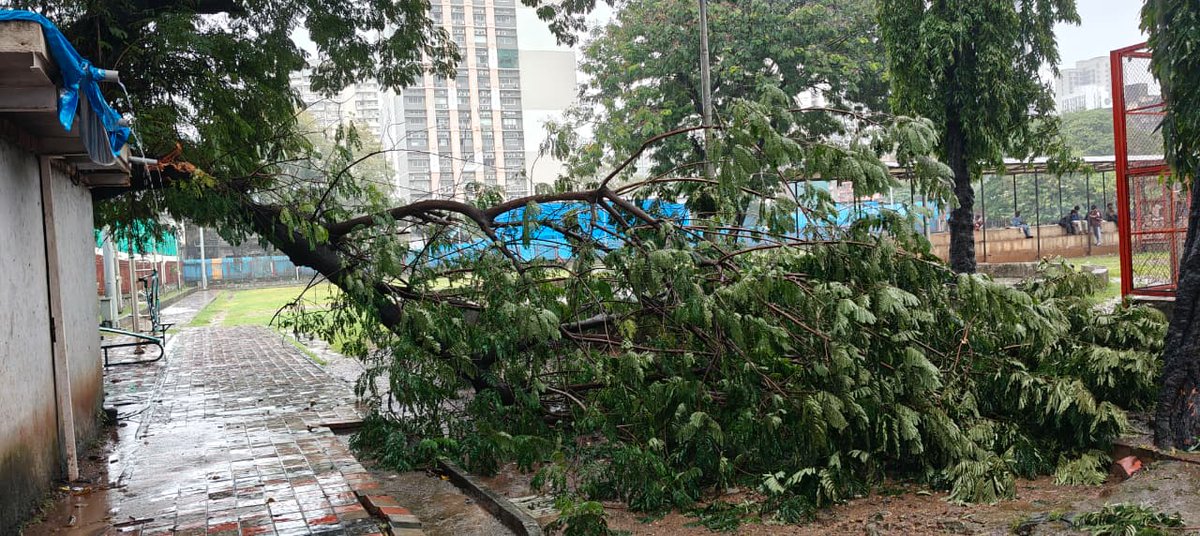 mazharabkhan's tweet image. के पच्छिम विभागातील ओशिवरा अजित ग्लास गार्डन येथील मौलाना अबुल कलाम खेळाच्या मैदानात मुसळधार पावसामुळे झाड पडले आहे तरी पालिकेच्या संबंधित विभागाने तत्काळ लक्ष द्यावे ही विनंती @mybmc @mybmcwardKW @mybmcInfra @chunekar_ganesh @MohnaazS @naeembadu39 @sayedgulam  @TheFactNgo