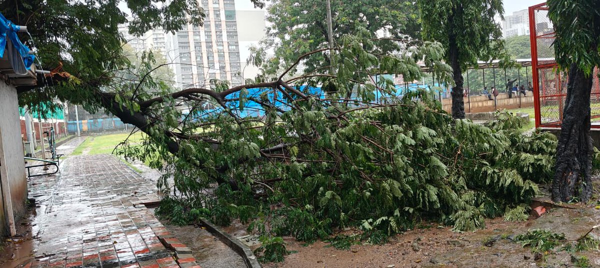 mazharabkhan's tweet image. के पच्छिम विभागातील ओशिवरा अजित ग्लास गार्डन येथील मौलाना अबुल कलाम खेळाच्या मैदानात मुसळधार पावसामुळे झाड पडले आहे तरी पालिकेच्या संबंधित विभागाने तत्काळ लक्ष द्यावे ही विनंती @mybmc @mybmcwardKW @mybmcInfra @chunekar_ganesh @MohnaazS @naeembadu39 @sayedgulam  @TheFactNgo