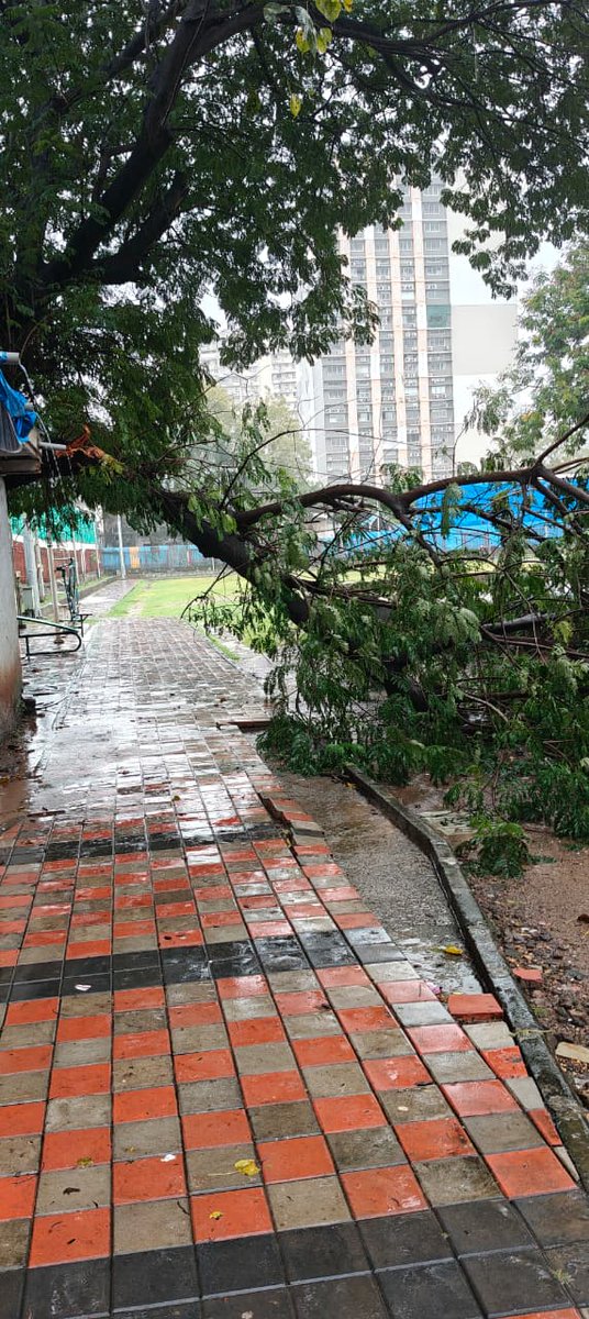 mazharabkhan's tweet image. के पच्छिम विभागातील ओशिवरा अजित ग्लास गार्डन येथील मौलाना अबुल कलाम खेळाच्या मैदानात मुसळधार पावसामुळे झाड पडले आहे तरी पालिकेच्या संबंधित विभागाने तत्काळ लक्ष द्यावे ही विनंती @mybmc @mybmcwardKW @mybmcInfra @chunekar_ganesh @MohnaazS @naeembadu39 @sayedgulam  @TheFactNgo