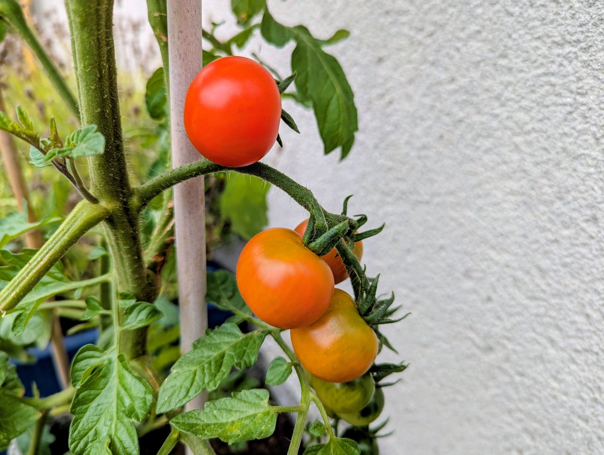 Graham Soult FIPM (@soult) on Twitter photo The tiny tomato plant that I bought from <a href="/AldiUK/">Aldi Stores UK</a> for one pound something has grown particularly big this year - it's over a metre tall - and is now bearing its first ripe fruit! 🍅 The tiny tomato plant that I bought from <a href="/AldiUK/">Aldi Stores UK</a> for one pound something has grown particularly big this year - it's over a metre tall - and is now bearing its first ripe fruit! 🍅
