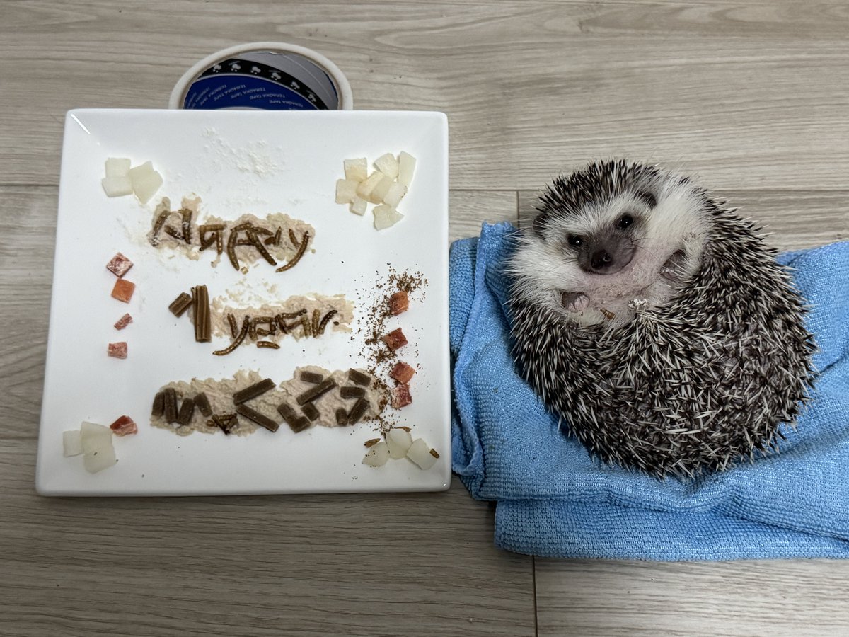 じーじ　様　happybirthday ハリネズミ ☡ ✎𓂃TAMAGO お風呂入ってる姿って すっごくかわいい🦔🫧 口に