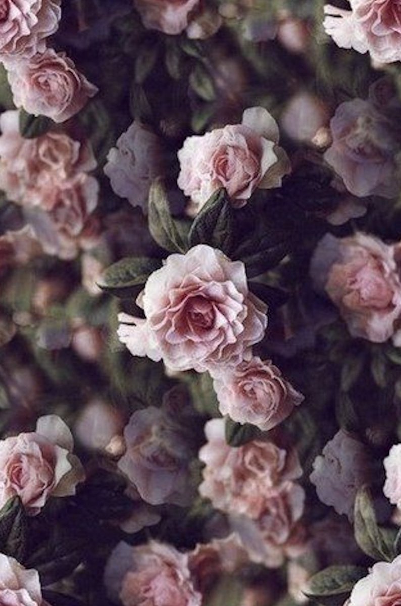 Flores