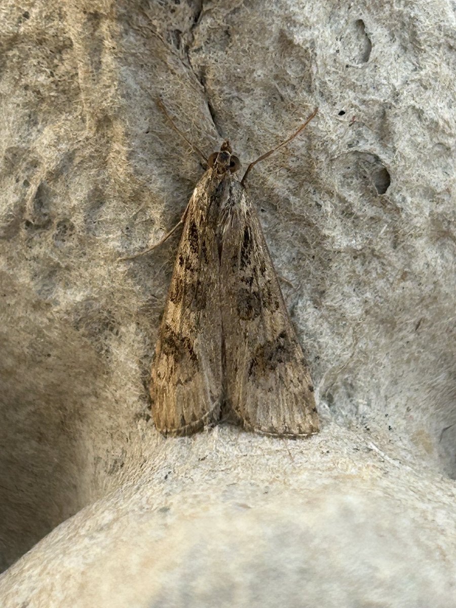 Adam Hutt 🏴 (@sbomad) on Twitter photo It’s been all about the migrant Moths in the Preesall garden this last week a Migrant Sable being the 1st for Lancashire plus 2 Vestals, several Small Mottled Willows and Rusty Dot pearls plus regular double figure counts of Rush Veneers. <a href="/MigrantMothUK/">Migrant Lepidoptera</a> It’s been all about the migrant Moths in the Preesall garden this last week a Migrant Sable being the 1st for Lancashire plus 2 Vestals, several Small Mottled Willows and Rusty Dot pearls plus regular double figure counts of Rush Veneers. <a href="/MigrantMothUK/">Migrant Lepidoptera</a>