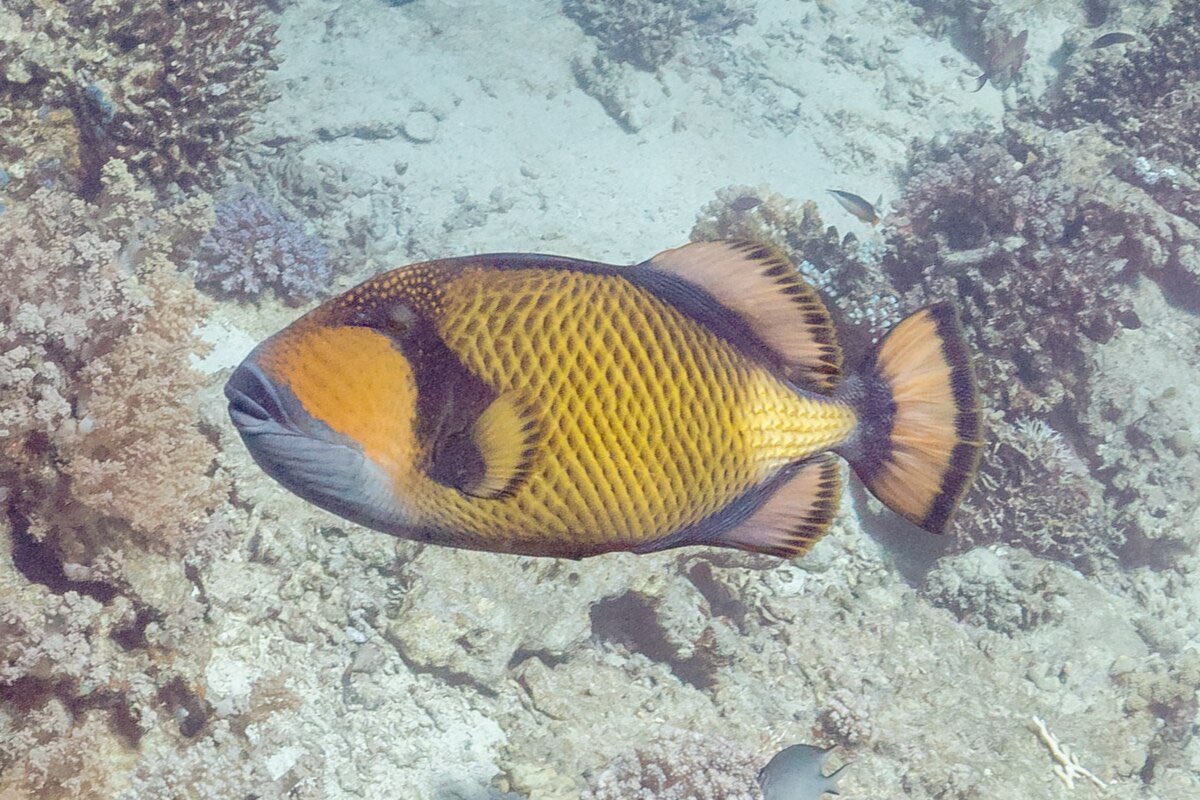 ゴマモンガラは沖縄メインのダイバーなら危険生物として絶対知っている生き物で、繁殖期である6-9月になると縄張り意識が強くなり超攻撃的になる

貝や珊瑚を噛み砕けるほど歯も強く、数倍デカい人間であろうとガンガン襲ってくる

シュノーケルでも遭遇することがあるので全員見た目を覚えておくべき