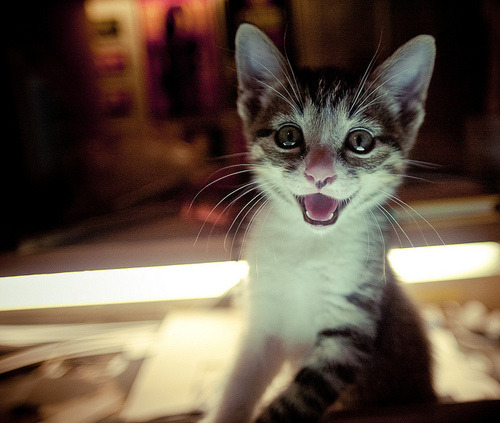 Cats take between 20-40 breaths per minute.

🐱 Next tweet about cat or crypto in 24 hours