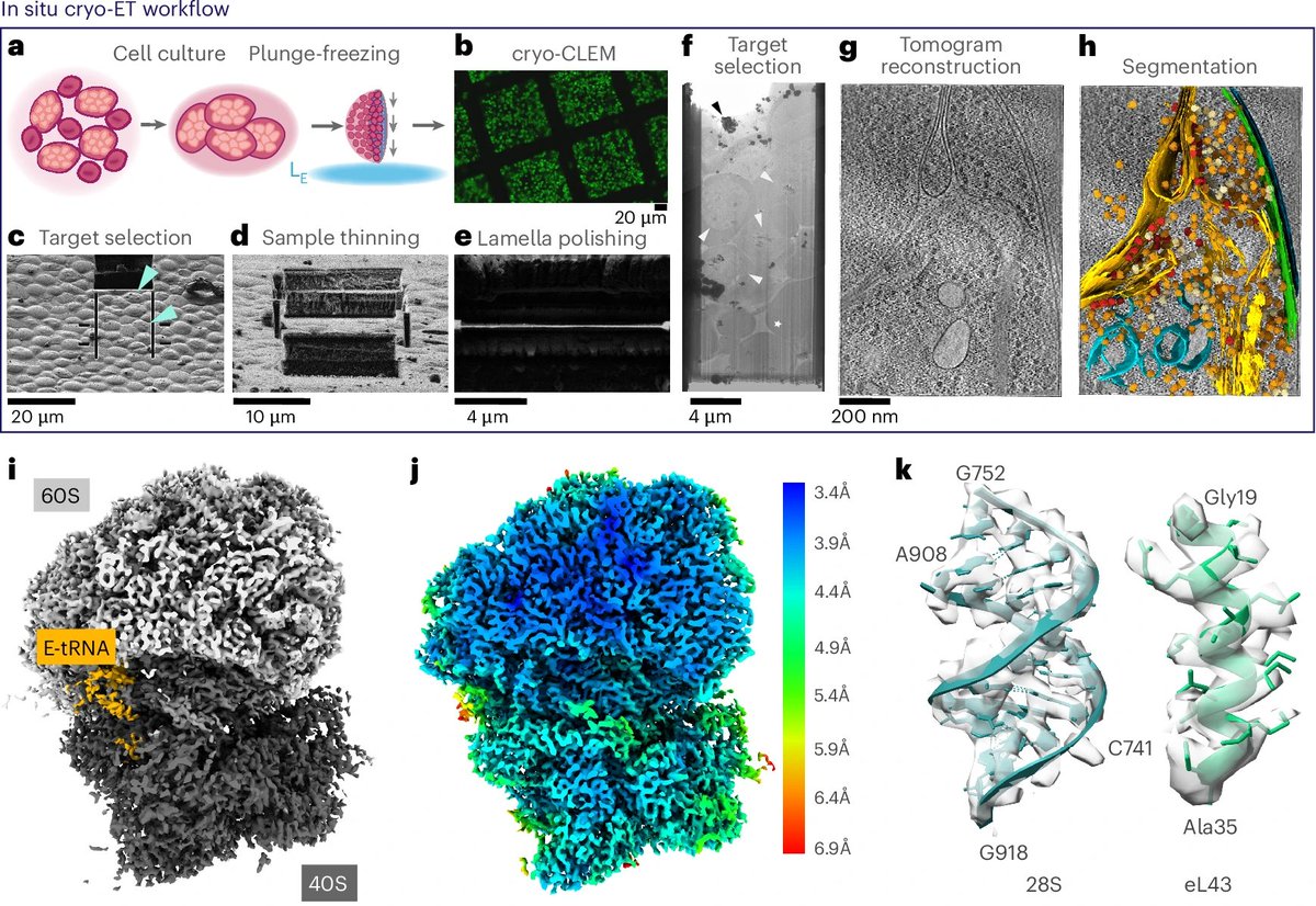 Chi-Min Ho (@mimi1inh) on Twitter photo Our #CryoET story on how a top antimalarial drug candidate perturbs the native malarial translation machinery is out <a href="/NatureSMB/">NatureStructMolBiol</a>🥳rdcu.be/eBbrH
Massive team effort led by <a href="/leonie_anton/">Leonie Anton</a> <a href="/mehsehret/">Meseret Haile</a> <a href="/Wenjing_Cheng_/">Wenjing Cheng</a> in collaboration with <a href="/DziekanJerzy/">Jerzy Dziekan</a> <a href="/CowmanAlan/">alan cowman</a> #teamtomo Our #CryoET story on how a top antimalarial drug candidate perturbs the native malarial translation machinery is out <a href="/NatureSMB/">NatureStructMolBiol</a>🥳rdcu.be/eBbrH
Massive team effort led by <a href="/leonie_anton/">Leonie Anton</a> <a href="/mehsehret/">Meseret Haile</a> <a href="/Wenjing_Cheng_/">Wenjing Cheng</a> in collaboration with <a href="/DziekanJerzy/">Jerzy Dziekan</a> <a href="/CowmanAlan/">alan cowman</a> #teamtomo