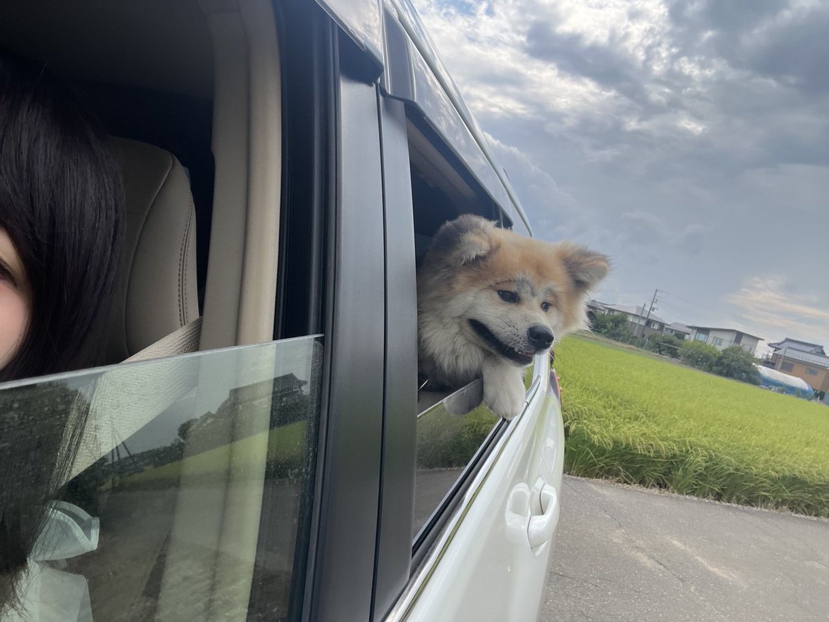 とらちゃん様 Amazon.co.jp: ニャンニャン とらちゃん : 新井 洋行, 新井 洋行