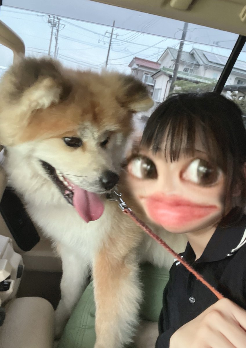 とらちゃん(🐶飼いたい一歩手前) (@7tora7tora7) / Posts / X