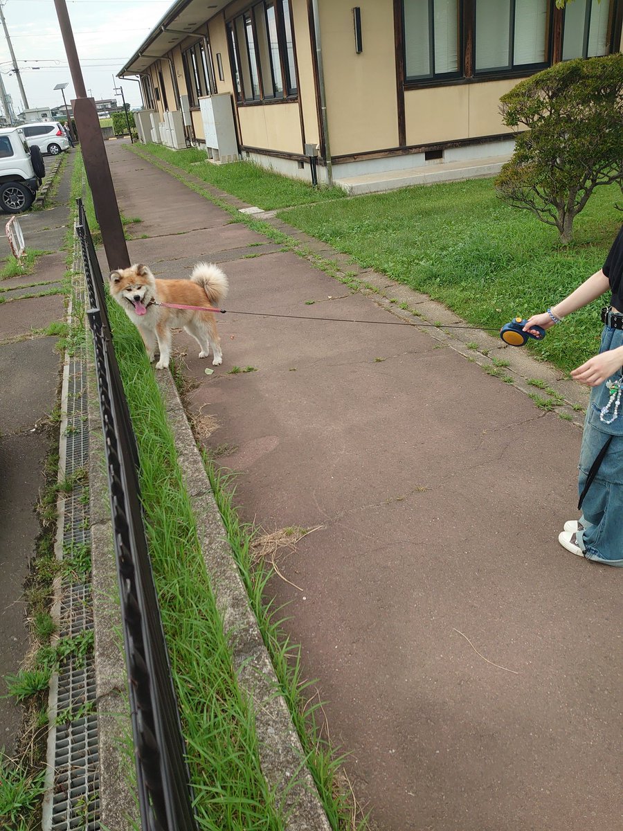 とらちゃん(🐶飼いたい一歩手前) (@7tora7tora7) / Posts / X