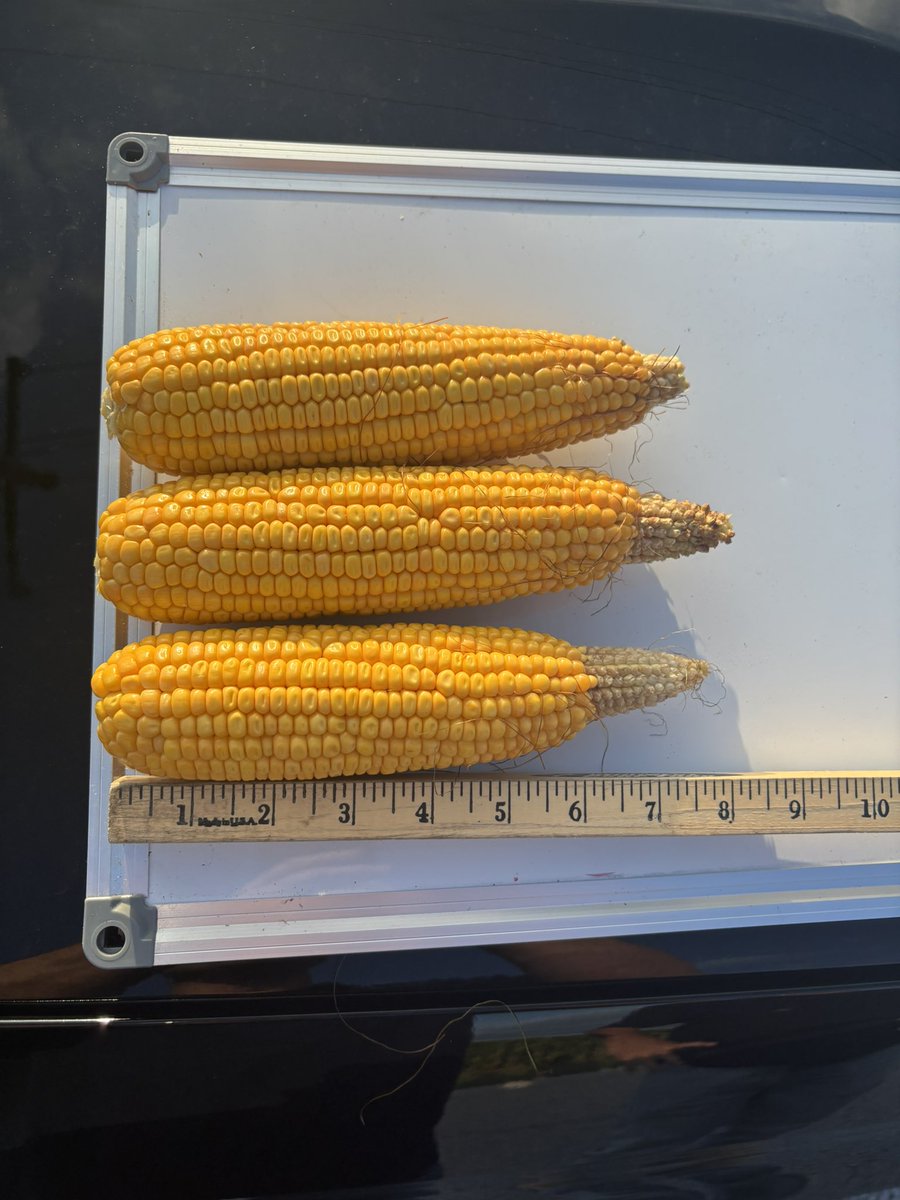 Oliver - Blue Line Futures tweet media