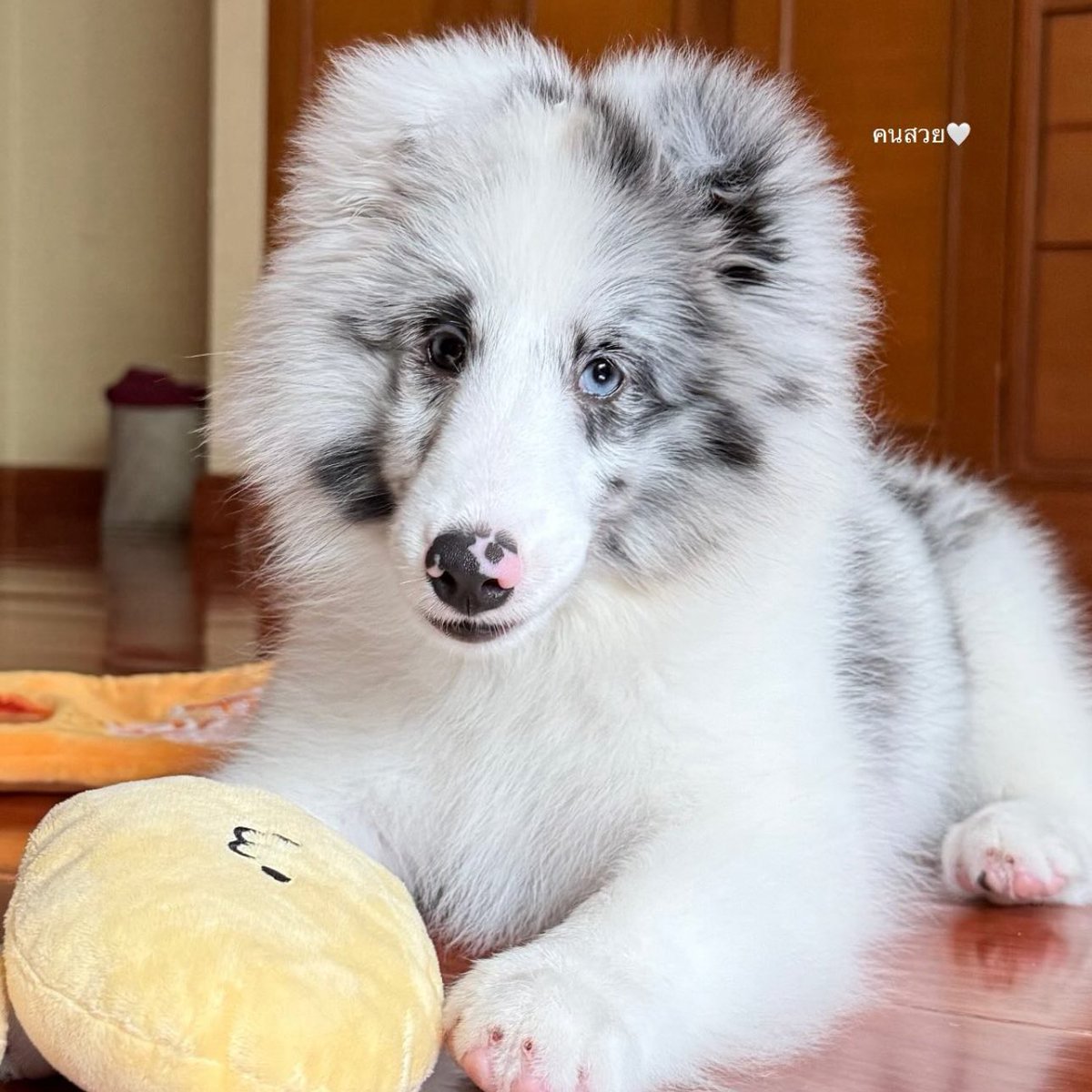lollypuppyy's tweet photo. ใครเรียกนู๋ https://t.co/aTHUuueTb8