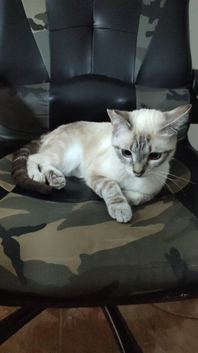 ¿Me ayudáis con un RT? 
Voy a vender mis cosas de Star Wars, todo lo necesario hasta conseguir operar a Bastila. 
Es la gatita que adoptamos y necesita ser operada de una fractura de tibia y peroné. Estoy pensando si hacerlo por wallapop o por dónde, en breves pondré link abajo⬇️