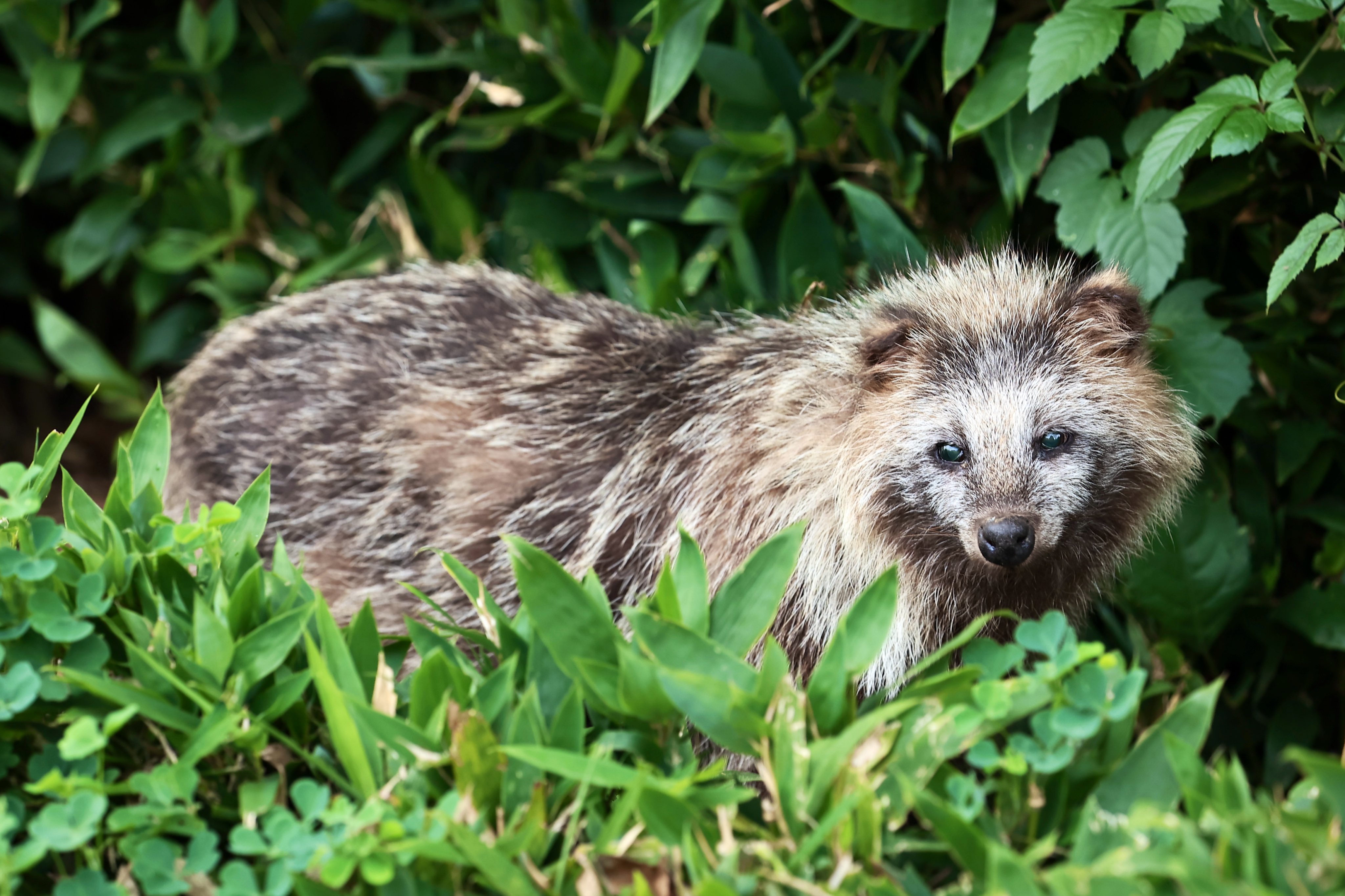 モルガナ❁ Toyota Chaser JZX100 🎌 | Straight back to it