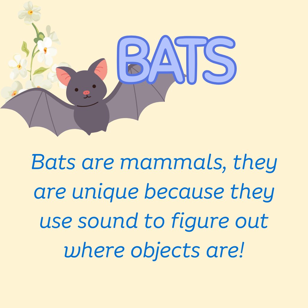 For today's Mammal Monday we are going to look at Bats! Bats are unique mammals because they fly and they use echolocation! Echolaction is when animals make sounds to sense their surroundings!  When the bat makes a sound the waves will bounce back to them if there is an object.