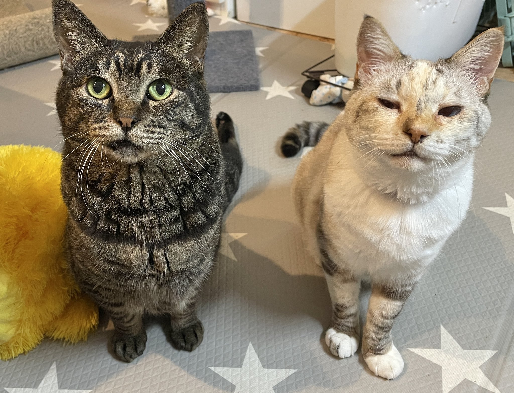ねこねこ シナダ SHINADA ぬいぐるみ もちねこ クロ(XL) MONE-0880B