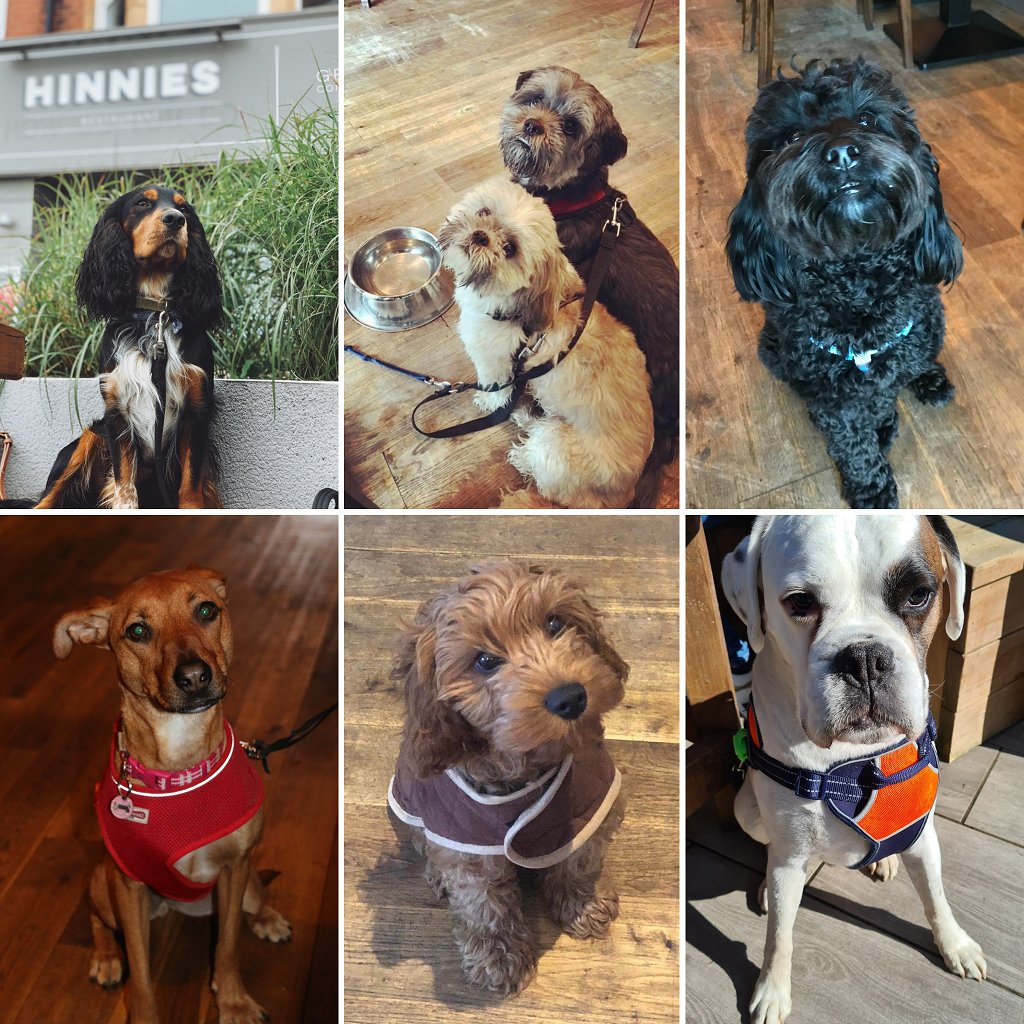 Celebrating #NationalDogDay with all our paw-some guests 🐾 Did you know dogs are always welcome at Hinnies? Pop in with your pup and enjoy some coastal comfort food together 🌊