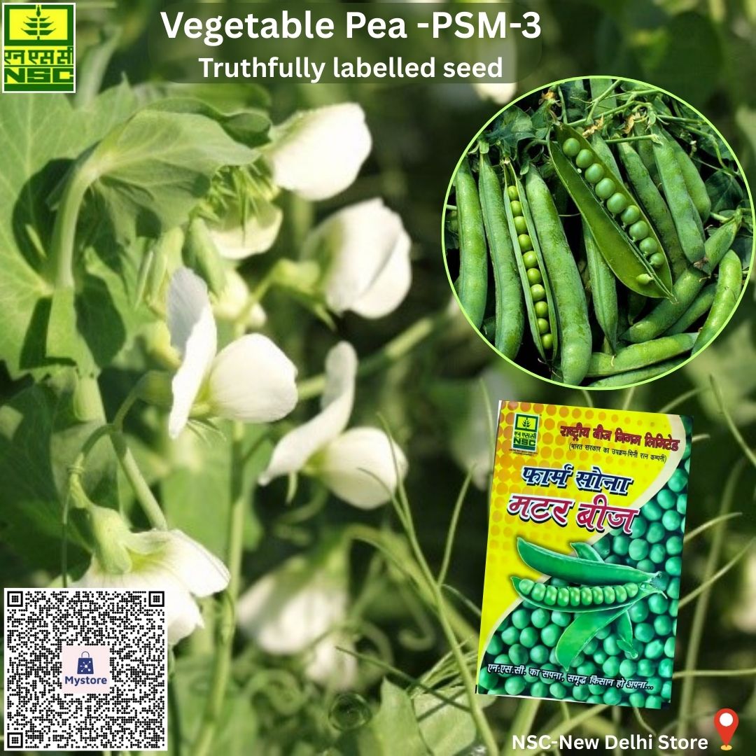 NSCLIMITED's tweet photo. स्वादिष्ट दानों से भरपूर मटर की उत्तम उपज के लिए बोए - मटर PSM-3 के TL बीज|

अभी NSC के ऑनलाइन स्टोर से 1 किलो बीज का पैक ऑर्डर करें@ https://t.co/o9YXJHSiS1 मात्र 190/-रू. में|

#NationalSeedsCorpLtd #FarmSona @AgriGoI @ChouhanShivraj @mpbhagirathbjp @mkaurdwivedi @ONDC_Official https://t.co/hdPbjxUsjo
