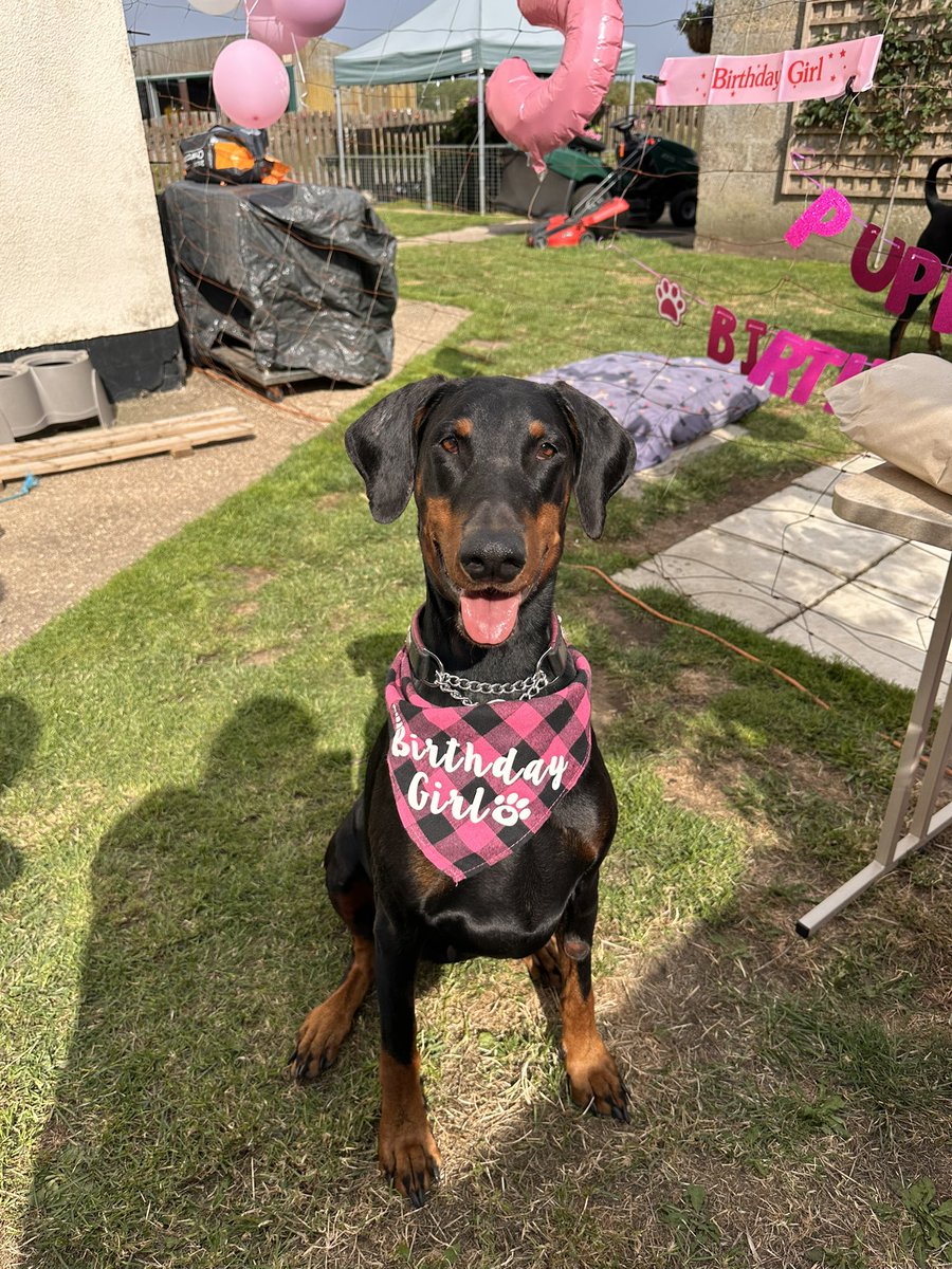 Today our hearts have been broken again 💔. Our beautiful Winnie lost her fight to Lymphoma.  The most beautiful Dobermann in the  world Fly High beautiful over the 🌈 Bridge
#rainbowbridge