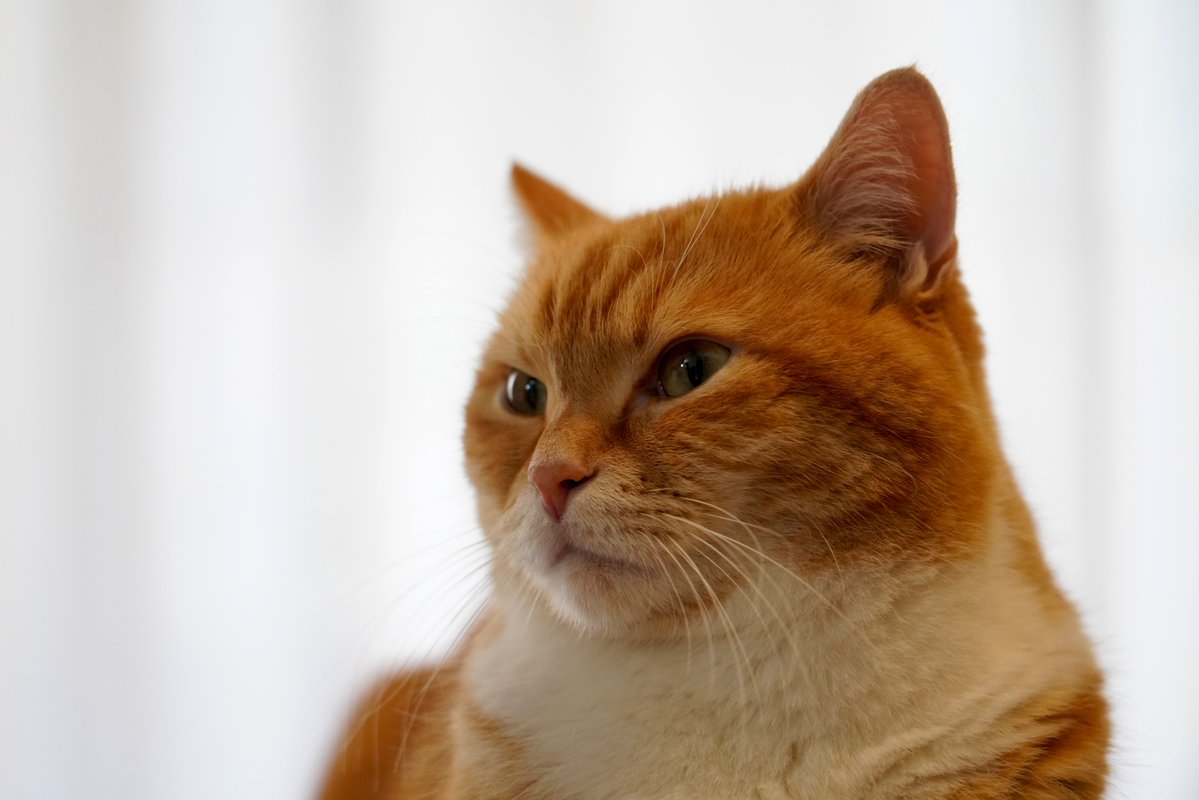 誰が二重アゴや

#猫のいる暮らし