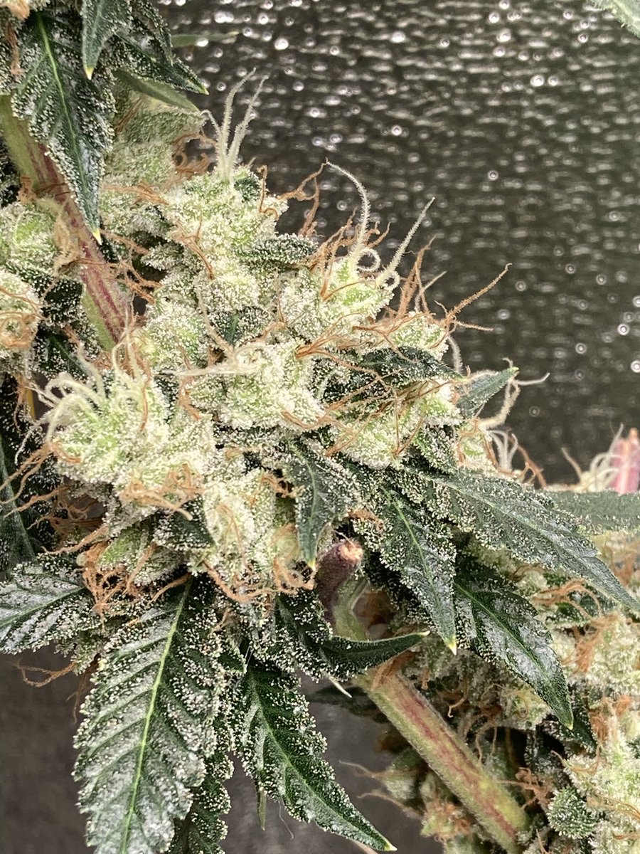 Dog Patch : Chem D x Chemdog 91 bx2 at harvest day 70. <a href="/skunkva/">skunkVA</a>