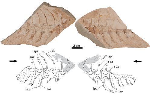 Now published in Peer Community Journal, #paleontology section: Rare Miocene tuna fossil unearthed in South Korea
buff.ly/q3Yhr5d