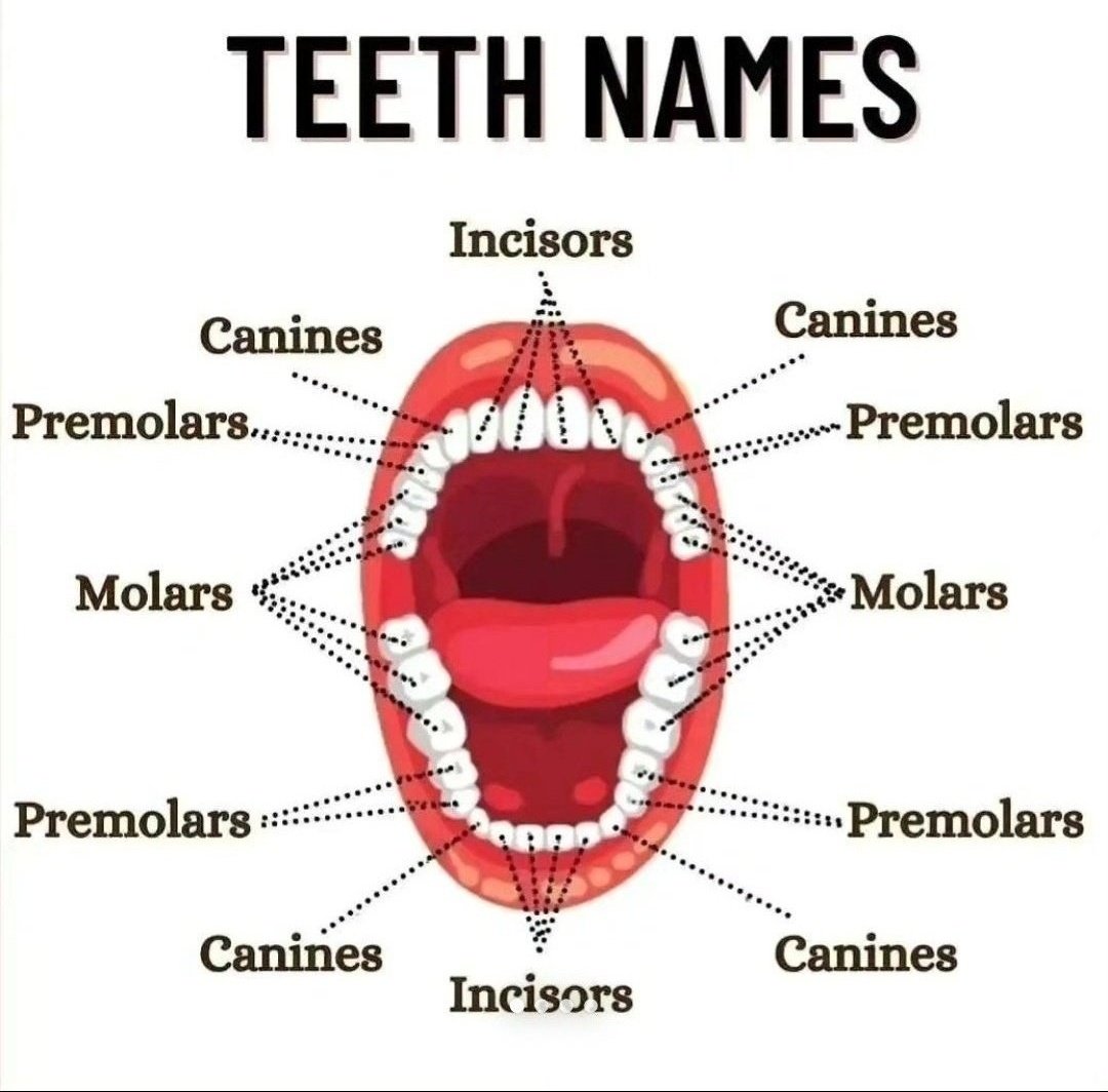 Teeth Names.