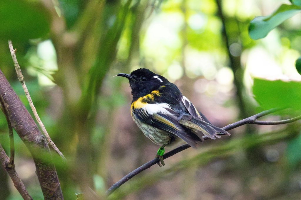 molecology's tweet photo. New study in MER!
Small reference panel of high-fecundity individuals supports genomic #imputation to high accuracies, which improves downstream #ConservationGenomics analyses in a natural population of hihi/stitchbird.
@WileyEcolEvol
🔗: https://t.co/kW1BmkwoZ4
📷: Hui Zhen Tan https://t.co/YLCoo1Si0N