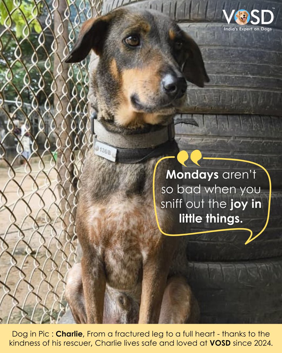 VOSD1's tweet photo. Dog in Pic -Charlie: Suffered from a fractured leg to a full heart—thanks to the kindness of his rescuer, Charlie lives safe and loved at VOSD since 2024.
#DogsofVOSD #VOSD #IndiasExpertonDogs https://t.co/HPWCnlCHdx