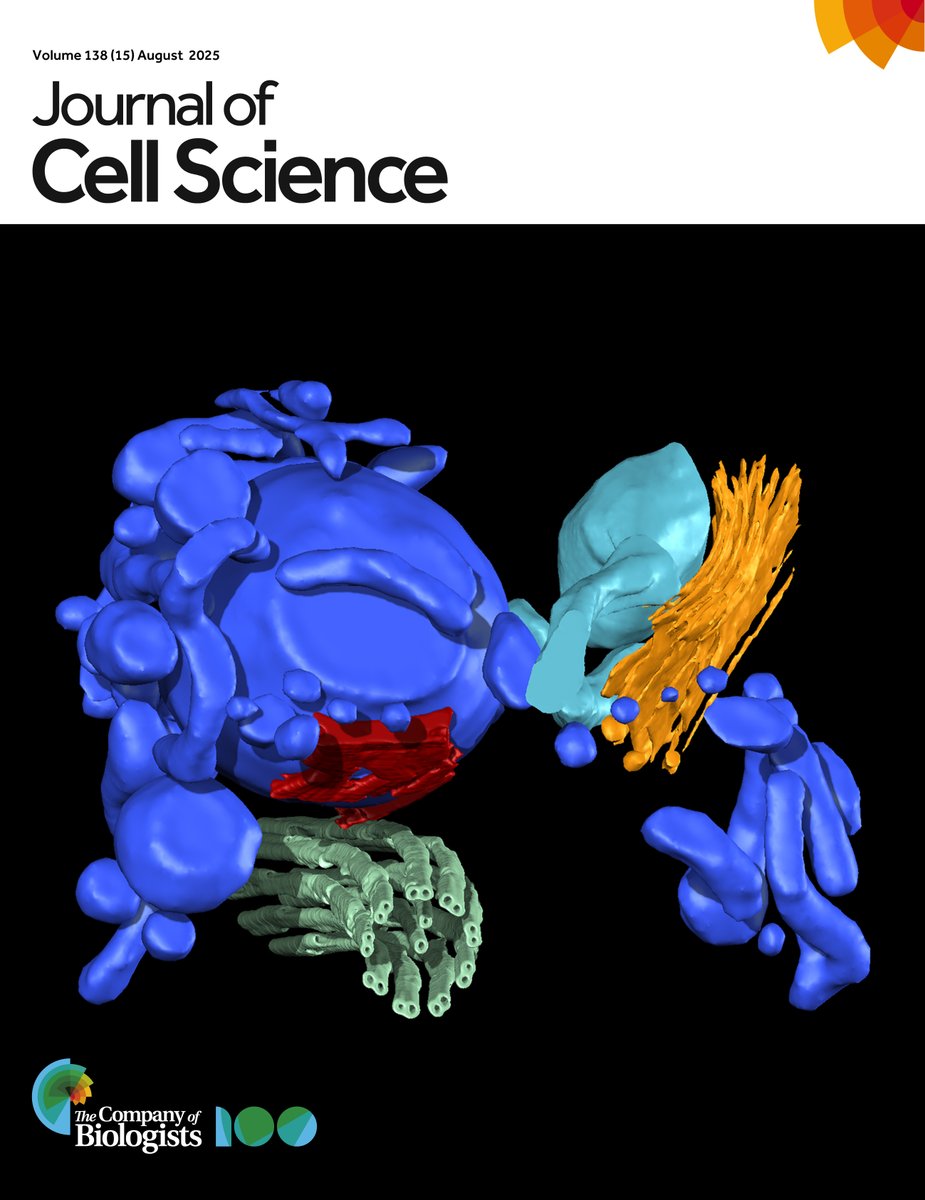 J_Cell_Sci's tweet image. Issue 15 is complete

Explore our ToC: journals.biologists.com/jcs/issue/138/…

On the cover: 3D electron tomogram model of T. cruzi showing the contractile vacuole complex (blue) with an adhesion plaque domain (red) &amp;amp; a membrane fusion pore. See article by Augusto et al.
journals.biologists.com/jcs/article/13…