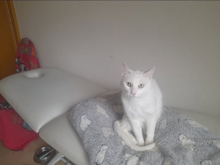 Estoy yo un poco confuso... me han puesto una mantita para que me acurruque aquí, pero no tengo muy claro si esto es una tabla de planchar o una cama de masaje. Ojalá sea lo 2º porque me vendría genial una buena sesión de masaje y mimitos antes de irme a mimir jeje...Soy Bimbo!